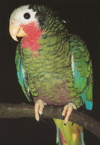 Amazona leucocephala